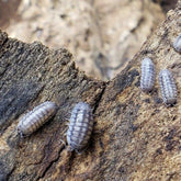 Armadillidium Nasatum Wild